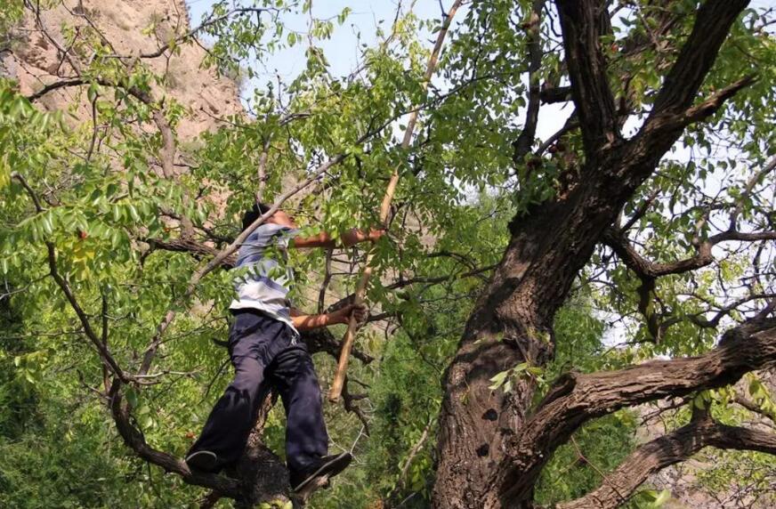 打枣子作文600字