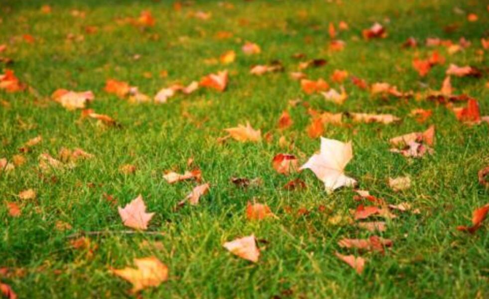 秋天来了作文500字