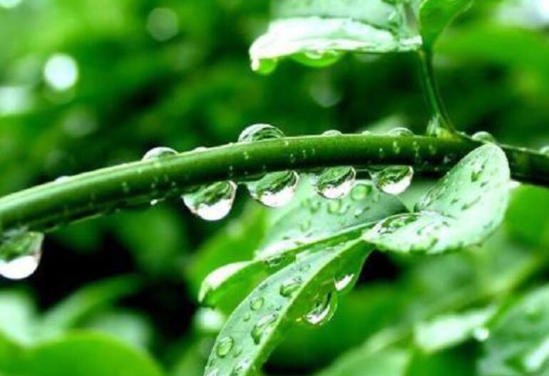 雨的四季作文600字初一