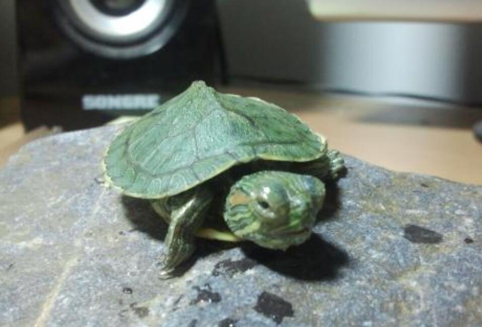 我的心爱之物小乌龟作文400字