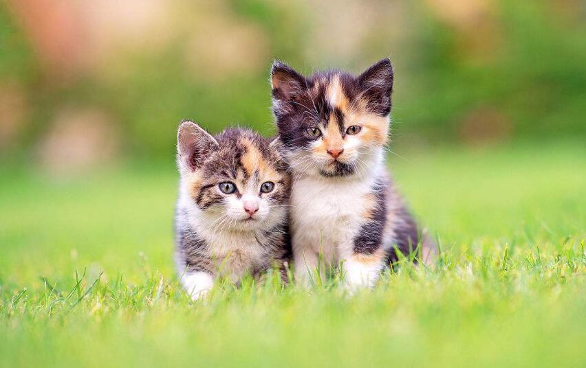 我的心爱之物作文500字