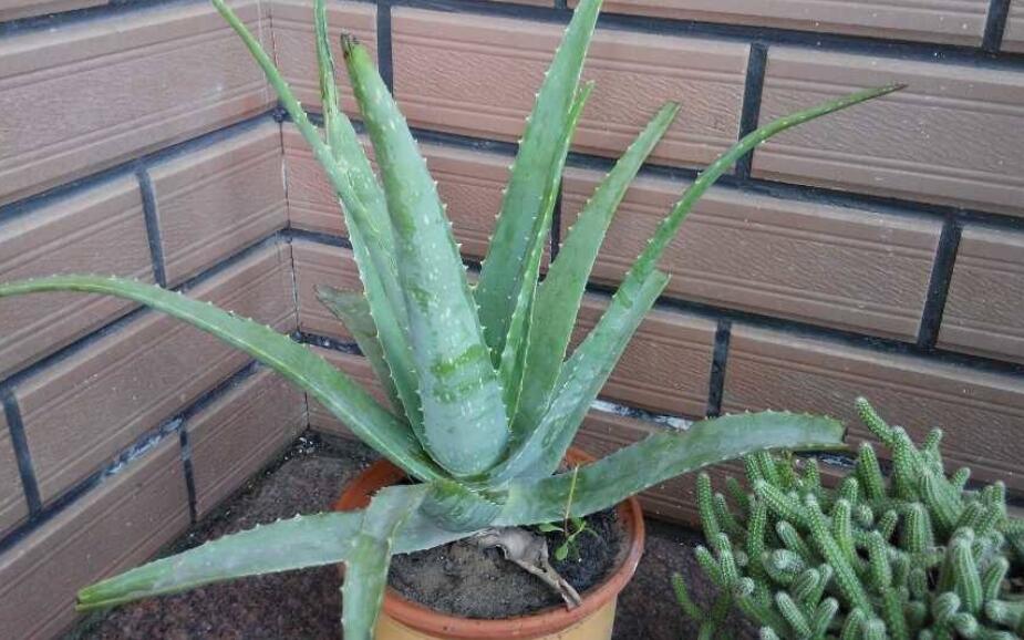 我的心爱之物作文400字五年级