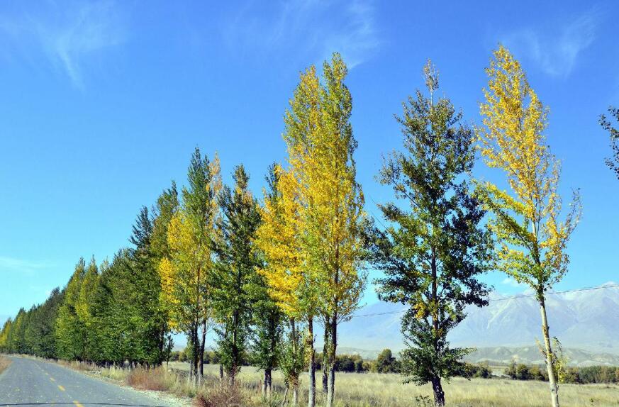 白杨树作文400字三年级