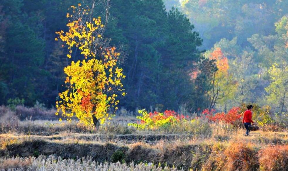 秋游作文300字三年级
