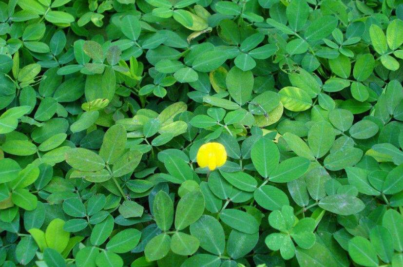 落花生仿写竹子作文300字