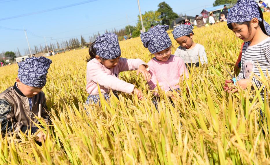 秋游作文300字三年级