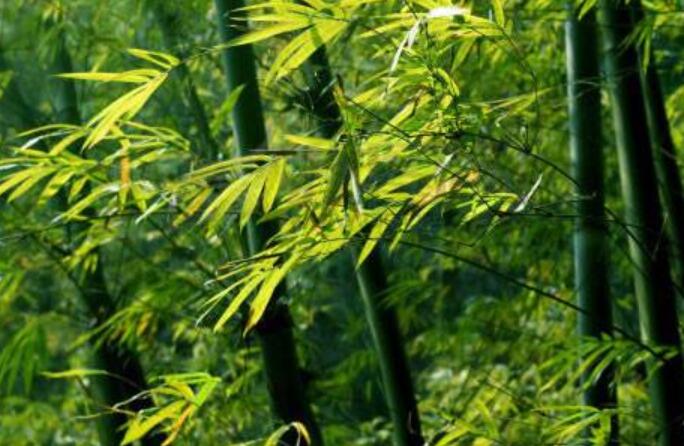 家乡的竹林作文400字