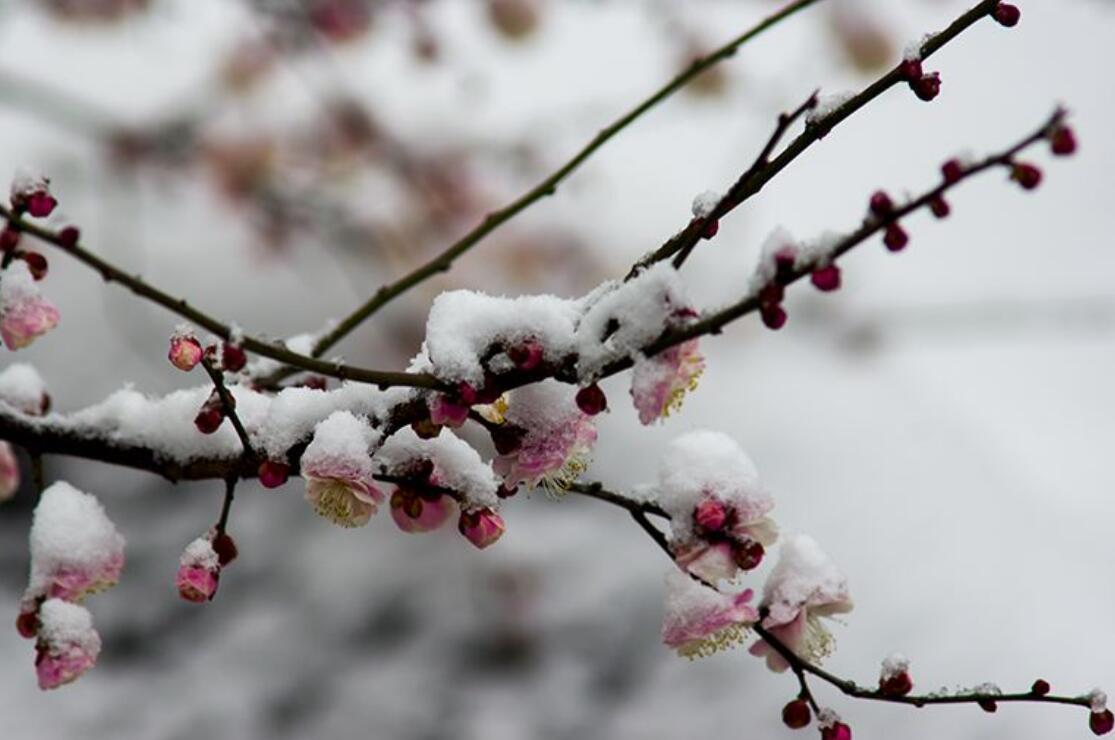 落花生仿写梅花300字作文