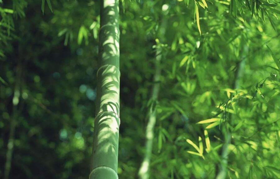 竹子的品质作文400字品格