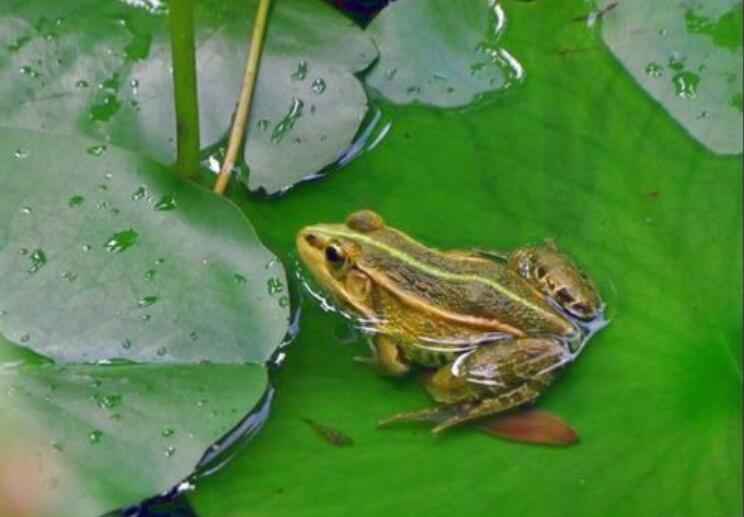 放生青蛙作文600字