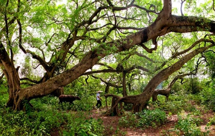 家乡的小树林作文600字