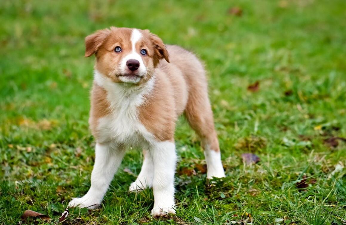 我最喜欢的小动物小狗300字作文