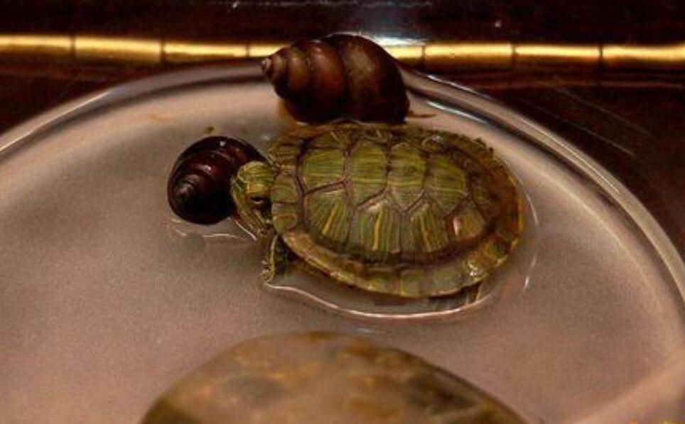 我家的小乌龟.jpg