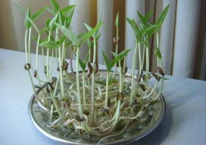 观察绿豆芽作文300字