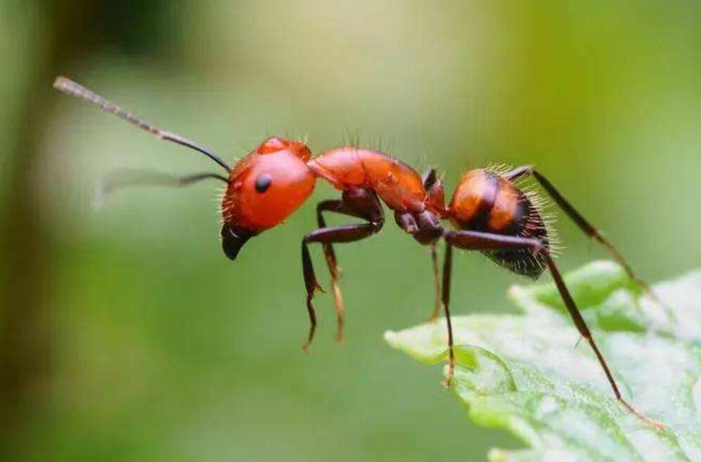 奇妙的蚂蚁世界作文200字