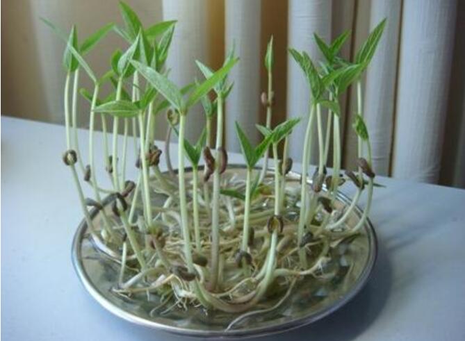 绿豆观察日记作文600字