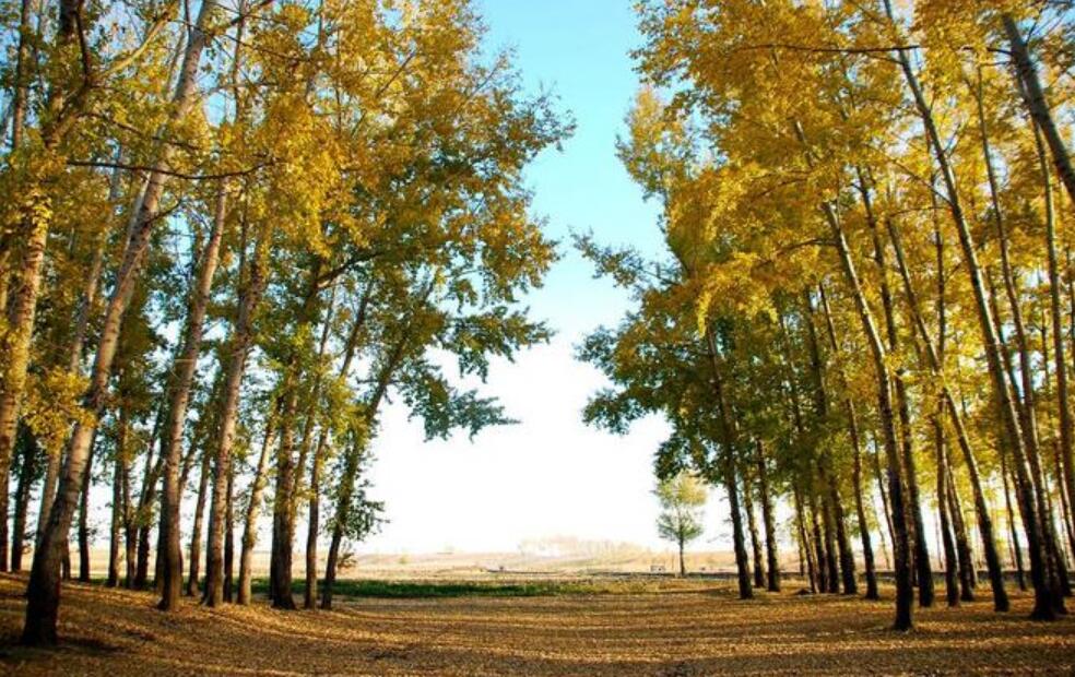 描写白杨精神的作文600字