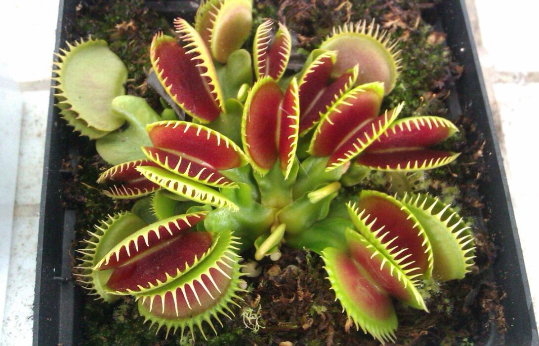 捕蝇草.jpg