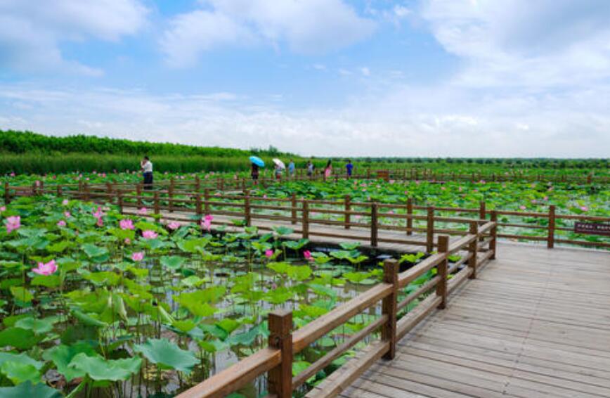 荷花池作文300字三年级写景