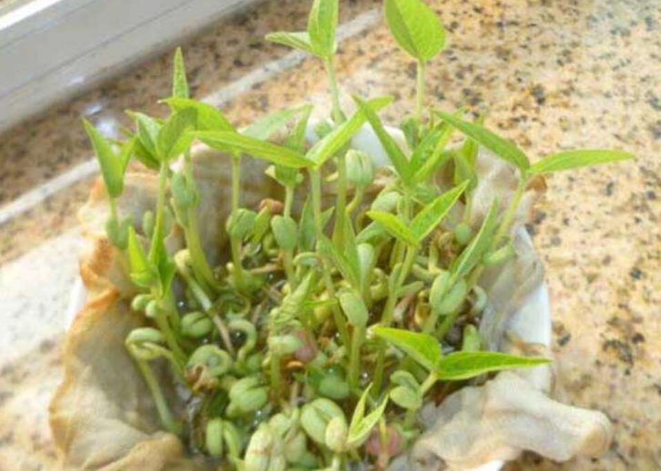 绿豆发芽观察日记作文400字