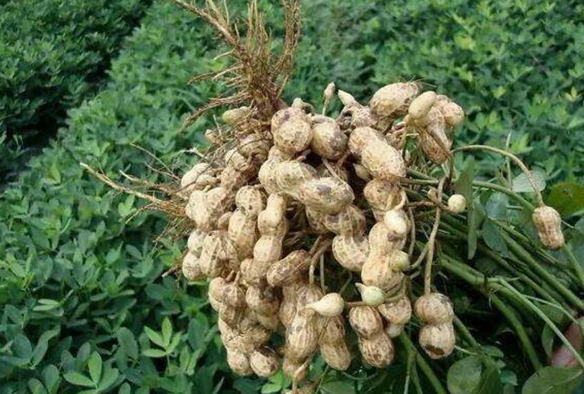 挖花生作文600字初中生