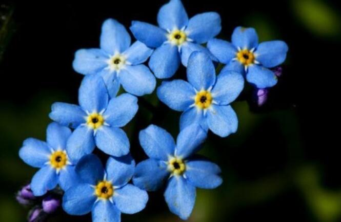 勿忘我作文800字