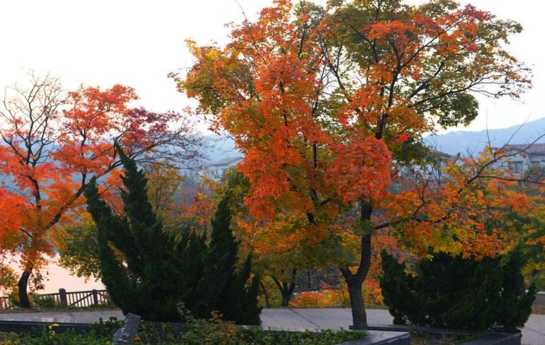 秋作文800字初中