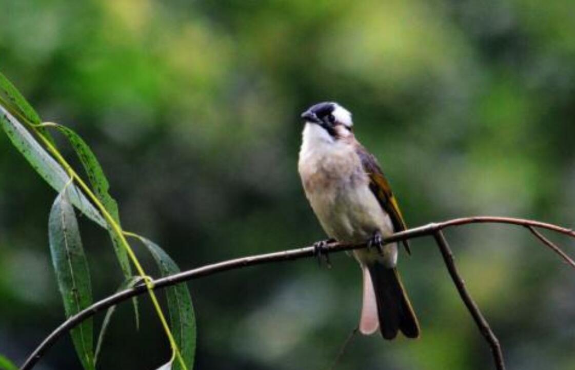 我家的鸟作文800字