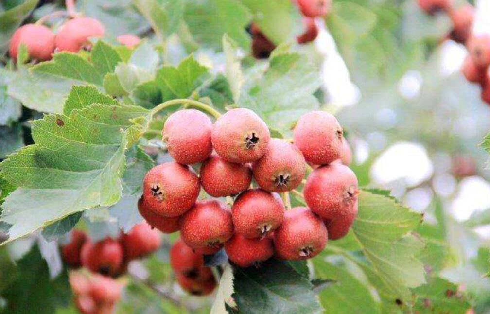 摘山楂作文600字