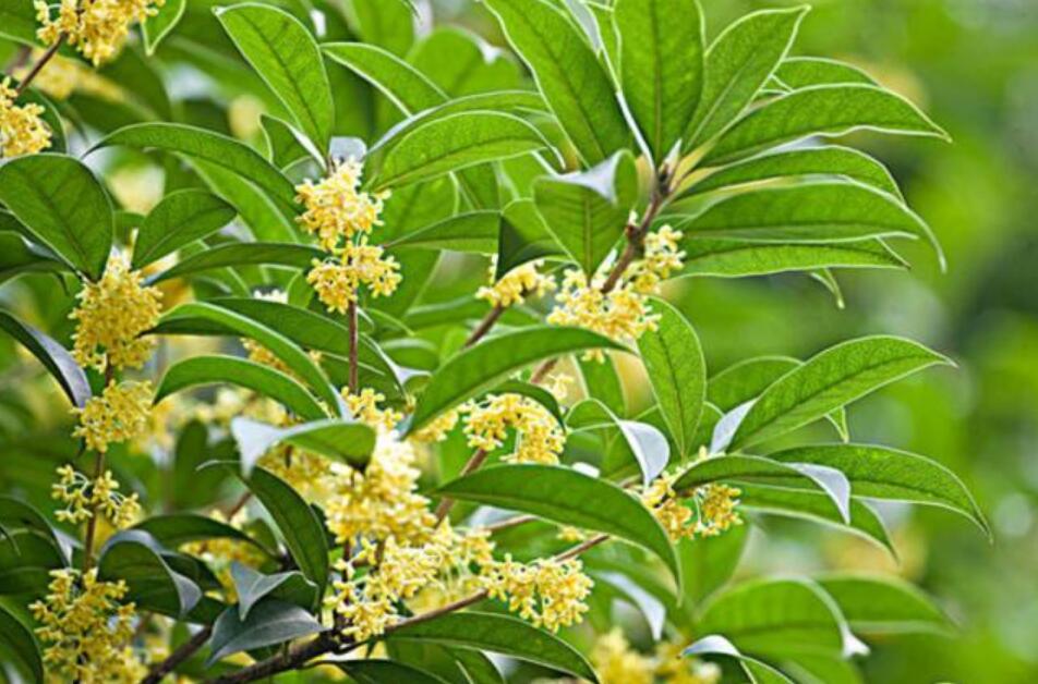 桂花作文500字五年级