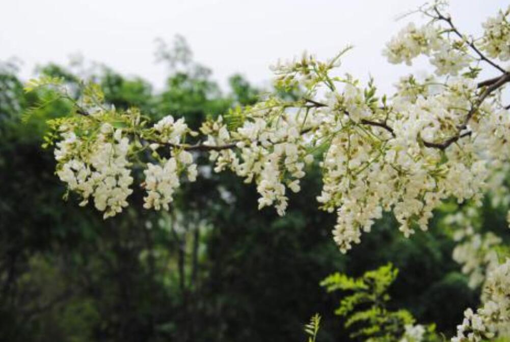 槐花飘香作文600字