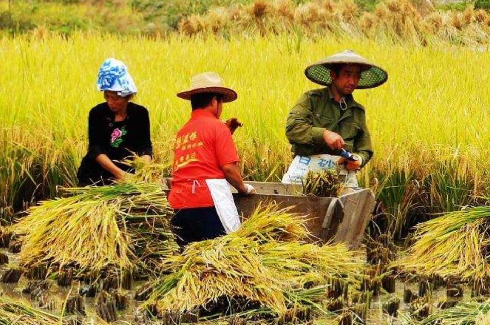 秋天丰收的季节作文500字