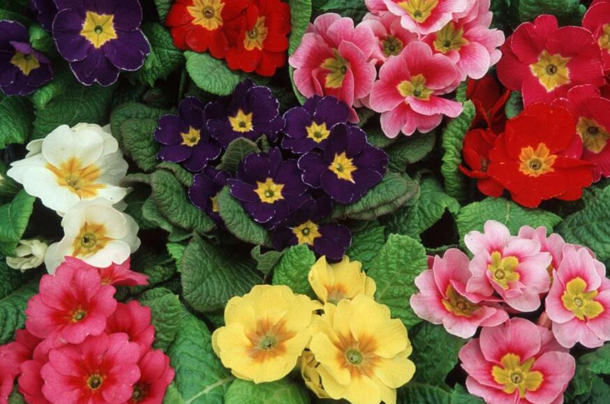 我眼中的花之美作文400字