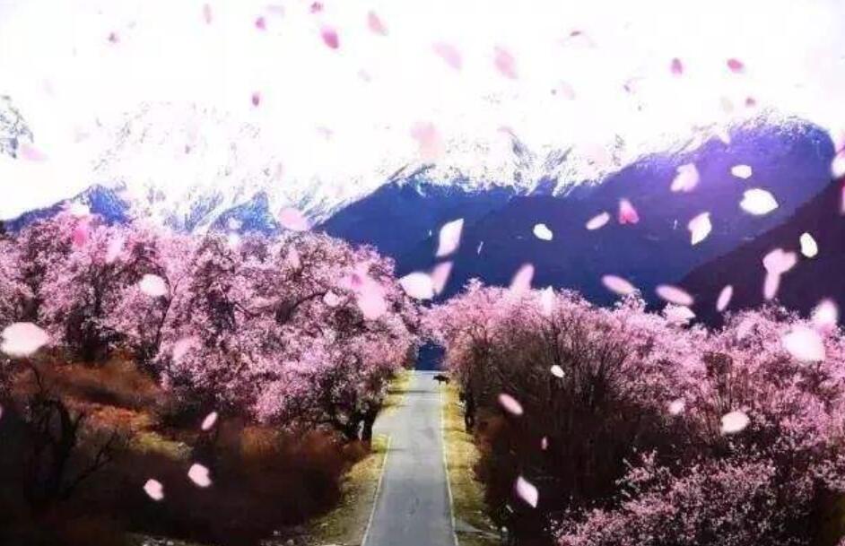 《十里桃花不如你》书籍.jpg 《十里桃花不如你》书籍.jpg