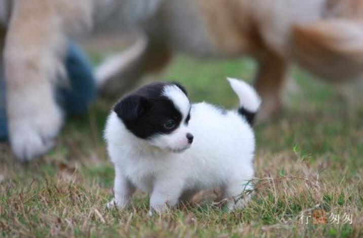 我的心爱之物小狗.jpg 我的心爱之物小狗.jpg