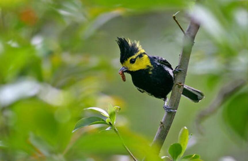 小山雀学本领.jpg 小山雀学本领.jpg