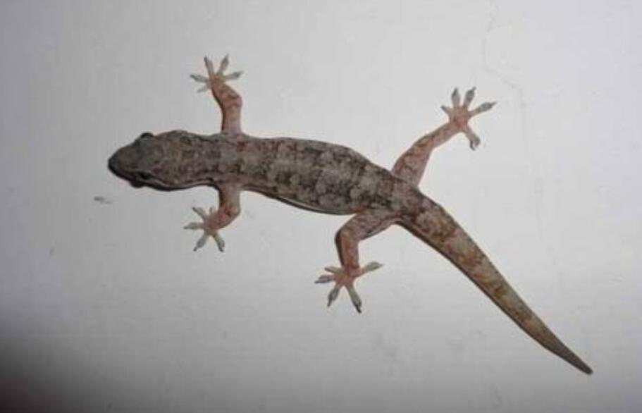 一只可爱的壁虎.jpg 一只可爱的壁虎.jpg