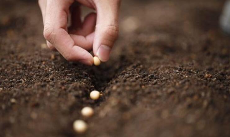 就这样,埋下一颗种子.jpg 就这样,埋下一颗种子.jpg