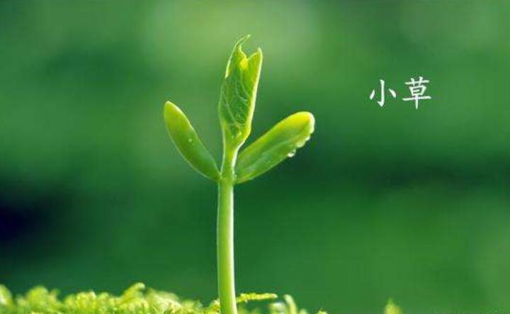 小草作文350字四年级