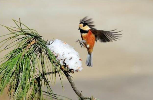 小山雀学本领作文450字