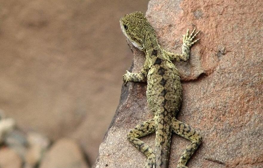 壁虎的启示作文500字