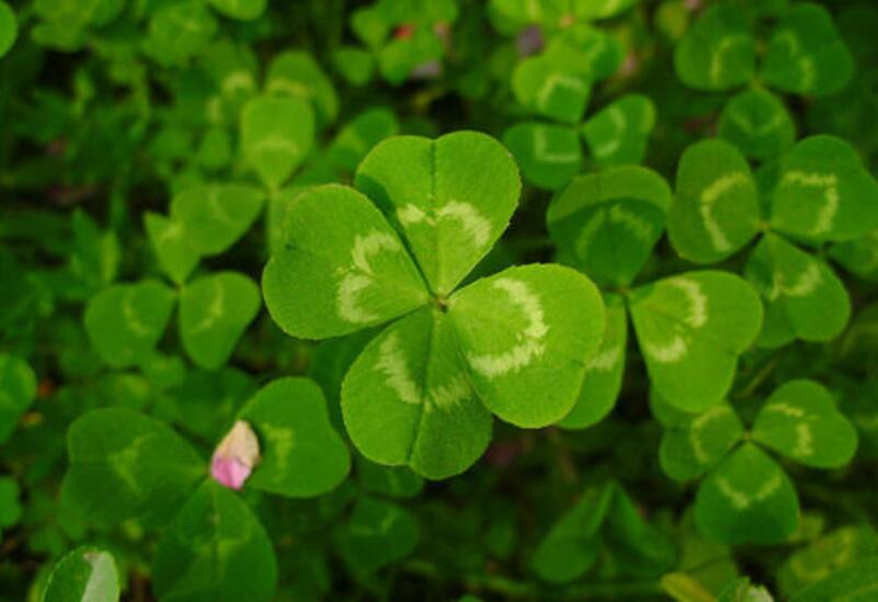 四叶草.jpg 四叶草.jpg