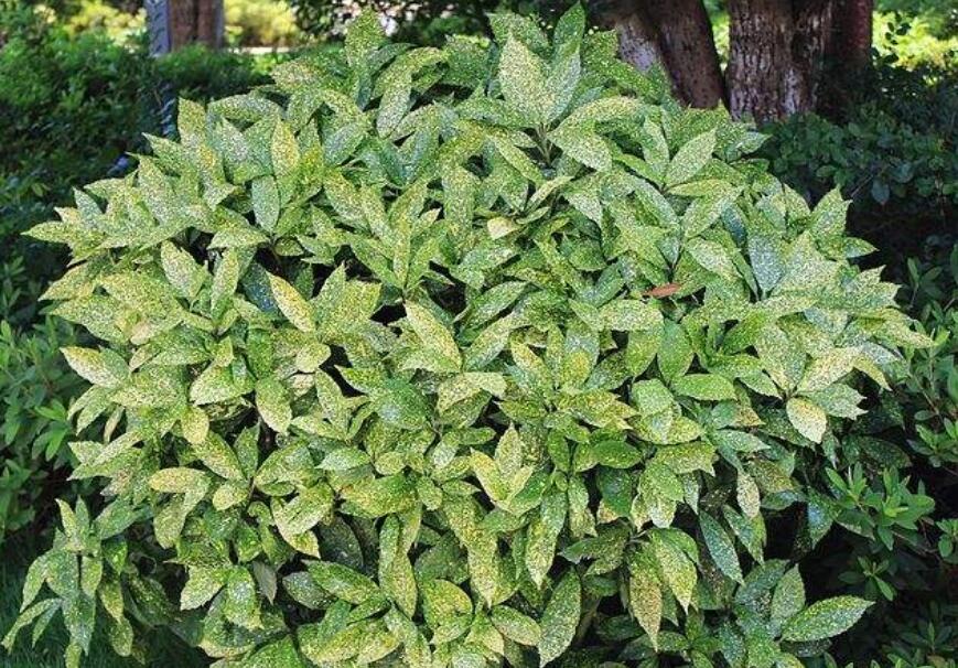 洒金珊瑚.jpg 洒金珊瑚.jpg