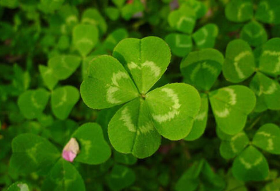 观察作文250字植物