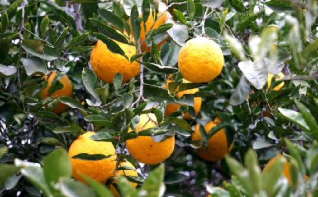 观察作文200字植物四年级