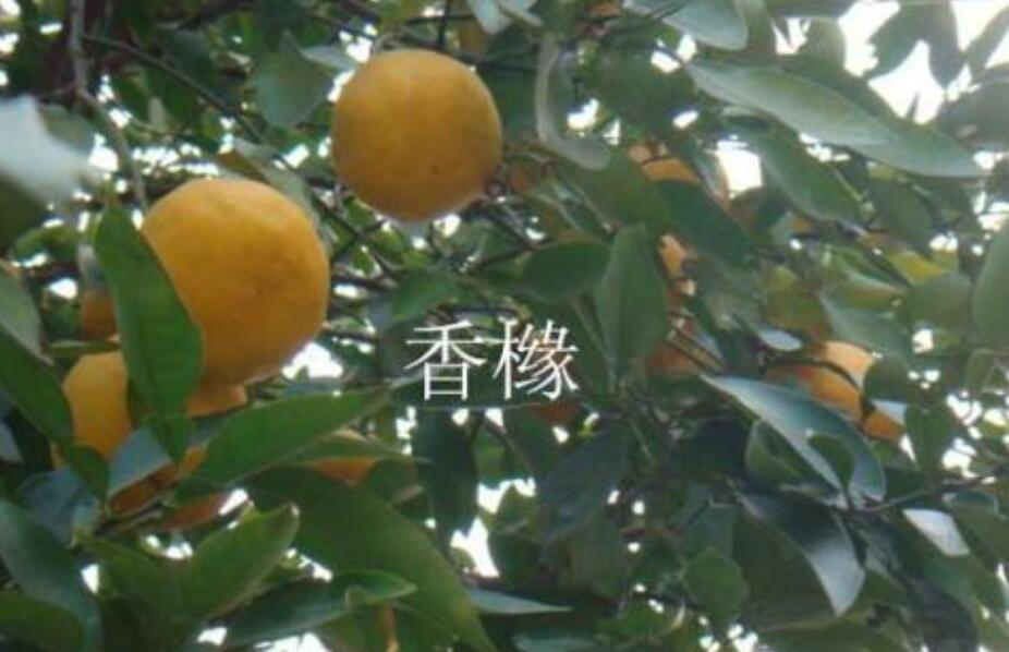 观察作文300字植物