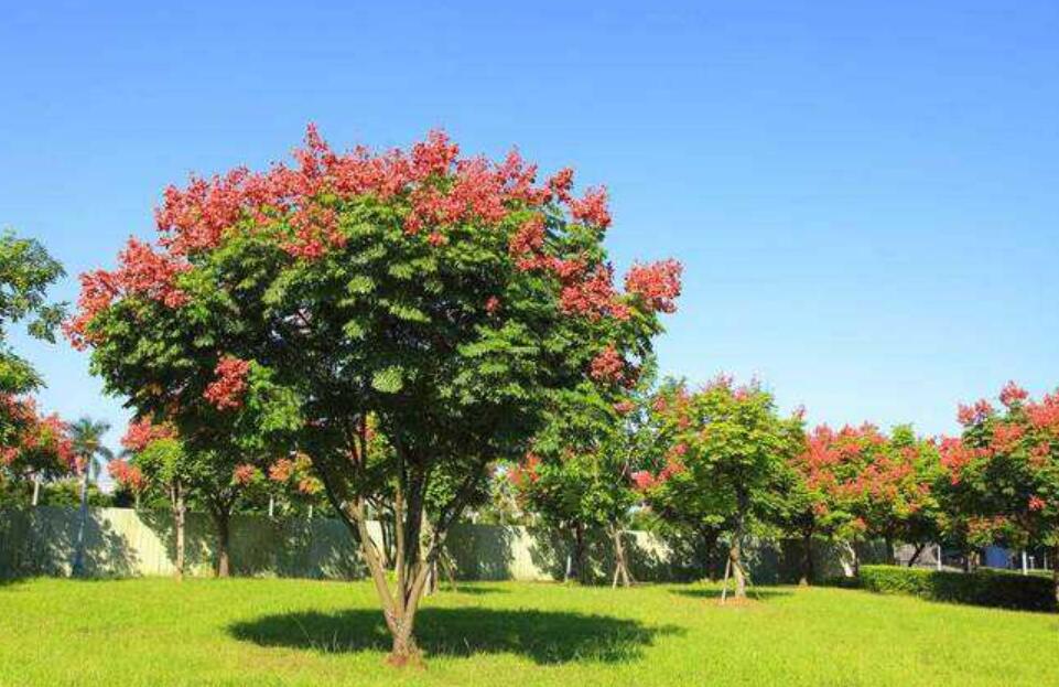 观察植物作文200字