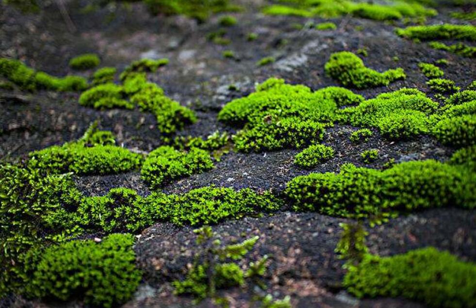 原来苔藓是这样的作文200字