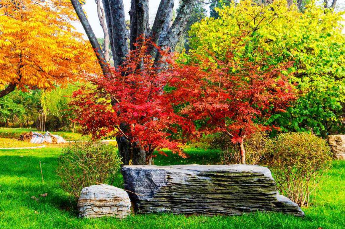 秋天来了作文300字三年级上册