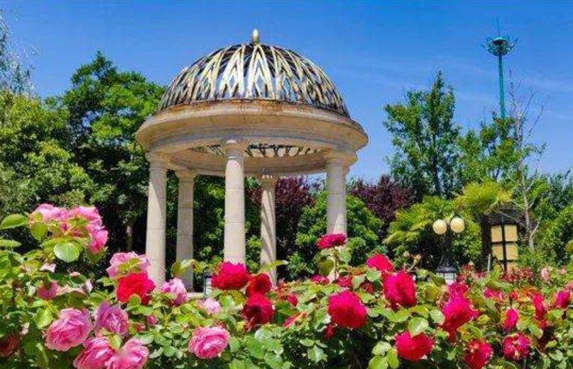 善良的玫瑰花童话作文400字